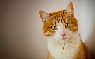 orange and white Tabby cat HD wallpaper